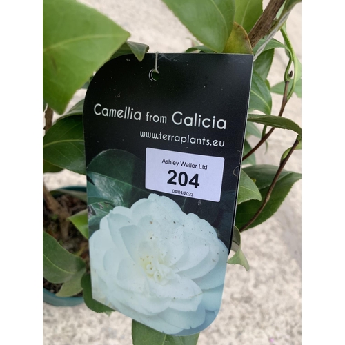 204 - TWO CAMELLIA BUSHES ONE RED AND ONE WHITE + VAT