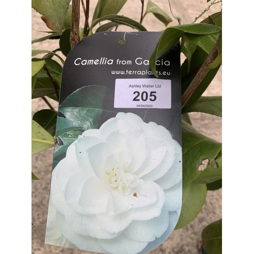 205 - THREE CAMELLIA BUSHES ALL WHITE + VAT