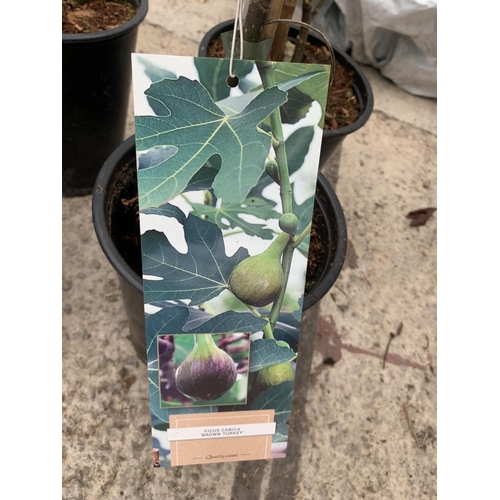 206 - FOUR POTTED FICUS CARICA BROWN TURKEY + VAT