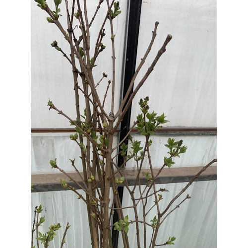 208 - THREE BAREROOT LILAC (SYRINGA VULGARIS) TREES + VAT