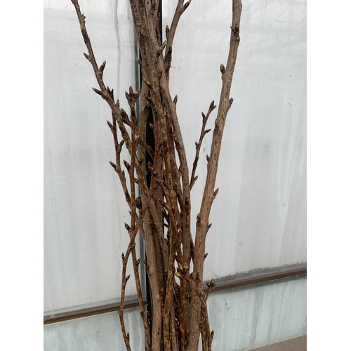 209 - FIVE BAREROOT PRUNUS AMANOGAWA FLOWERING ORNAMENTAL TREES + VAT