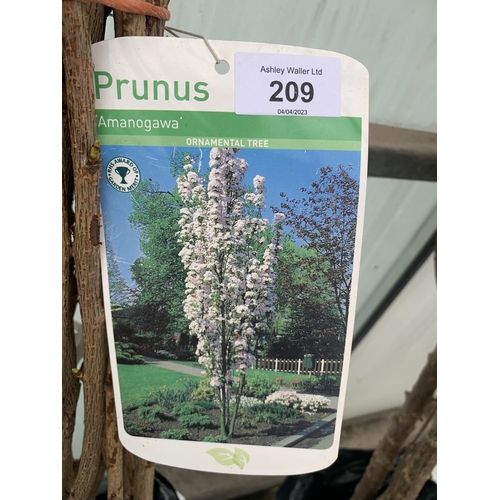 209 - FIVE BAREROOT PRUNUS AMANOGAWA FLOWERING ORNAMENTAL TREES + VAT