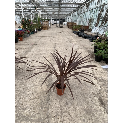 21 - TEN CORDYLINE RED STAR + VAT