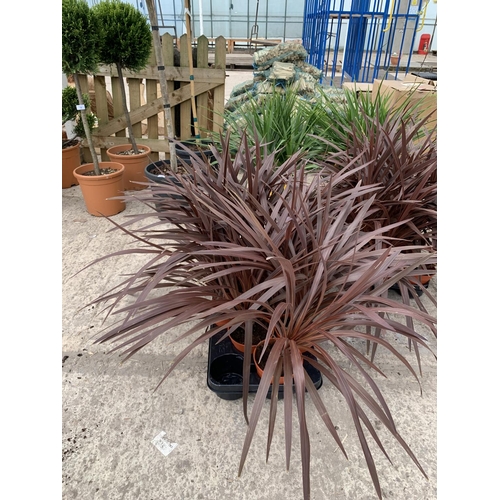 21 - TEN CORDYLINE RED STAR + VAT