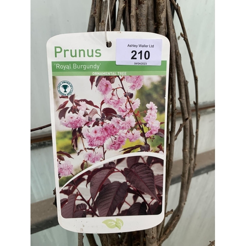 210 - FIVE BAREROOT ROYAL BURGUNDY FLOWERING ORNAMENTAL TREES + VAT