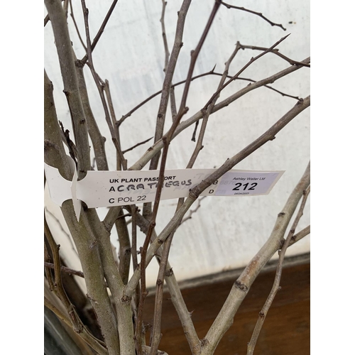 212 - FIVE BAREROOT CRATAEGUS TREES + VAT