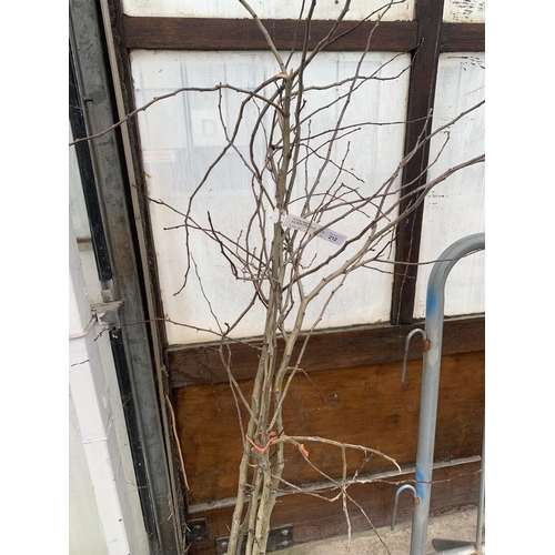 212 - FIVE BAREROOT CRATAEGUS TREES + VAT