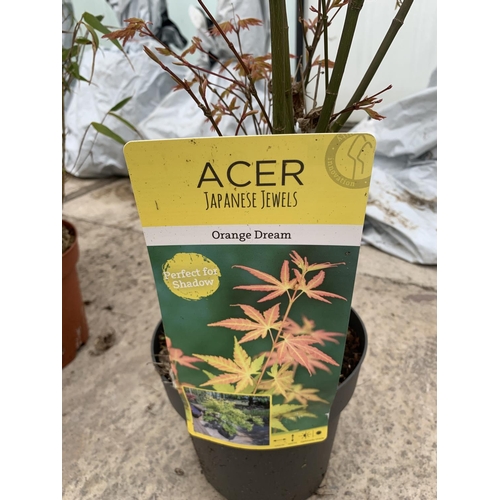 214 - TWO ACER ORANGE DREAM + VAT