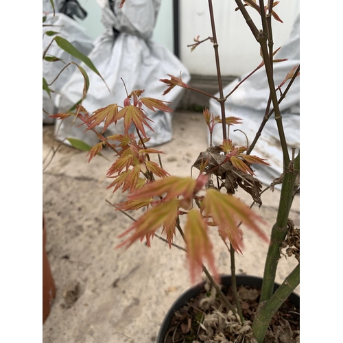 214 - TWO ACER ORANGE DREAM + VAT