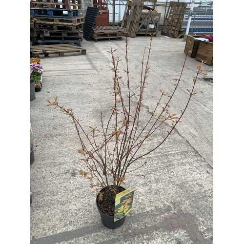 215 - THREE ACER ORANGE DREAM + VAT