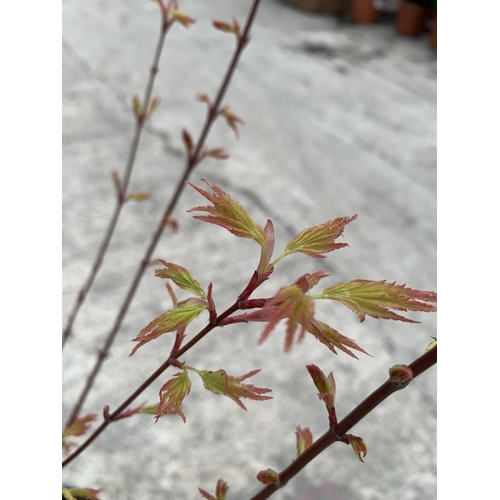 215 - THREE ACER ORANGE DREAM + VAT