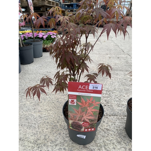 216 - THREE MIXED VARIETY ACERS + VAT