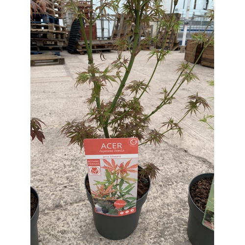 216 - THREE MIXED VARIETY ACERS + VAT