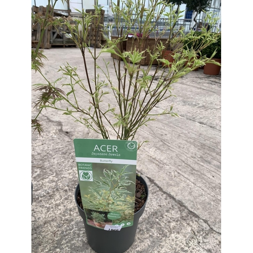 216 - THREE MIXED VARIETY ACERS + VAT