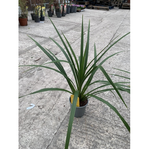 22 - EIGHT CORDYLINE PEKO + VAT