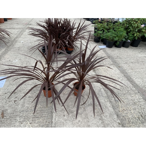 23 - TEN CORDYLINE RED STAR + VAT