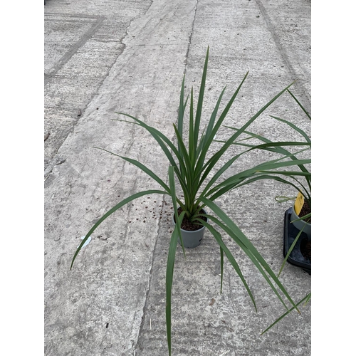 24 - EIGHT CORDYLINE PEKO + VAT