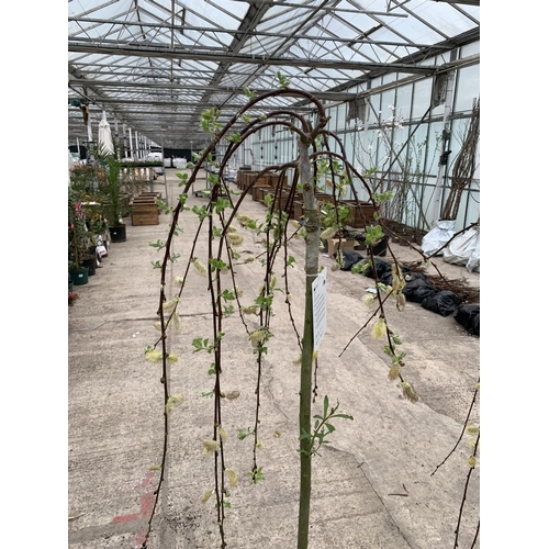 25 - TWO WEEPING WILLOW - SALIX KILMARNOCK, 5 LTR POT + VAT