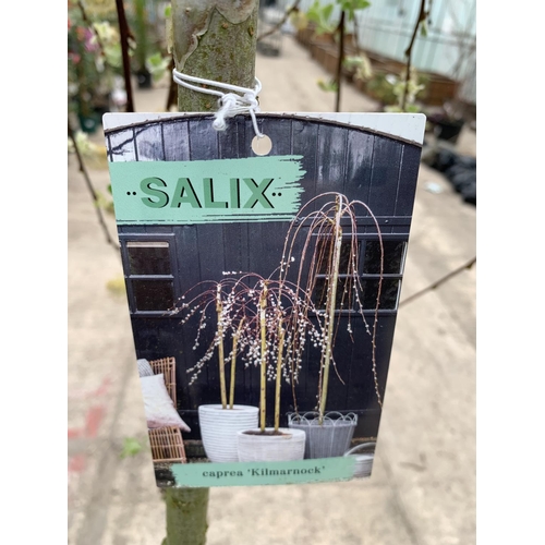 25 - TWO WEEPING WILLOW - SALIX KILMARNOCK, 5 LTR POT + VAT