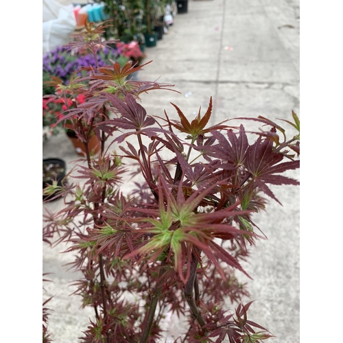 25A - TWO ACER PALMATUM SHAANA 7.5 LTR POTS + VAT