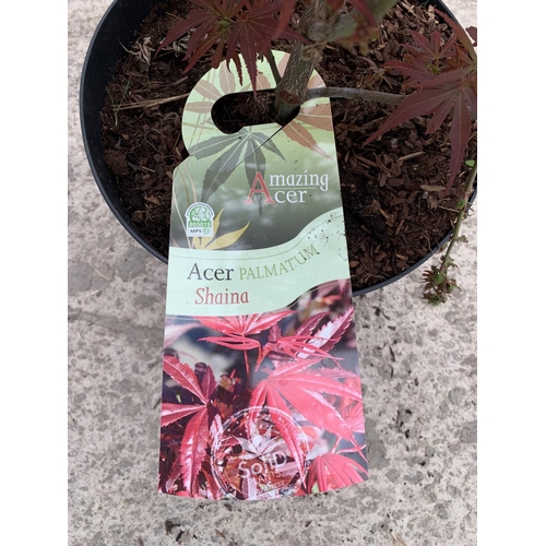 25A - TWO ACER PALMATUM SHAANA 7.5 LTR POTS + VAT