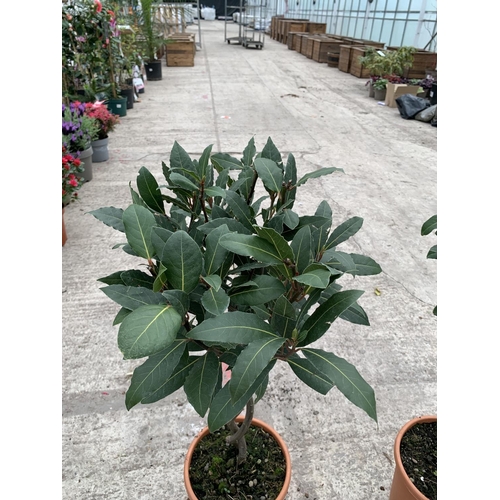 26 - TWO STANDARD BAY (LAURUS) WITH DOUBLE SPIRAL STEMS + VAT