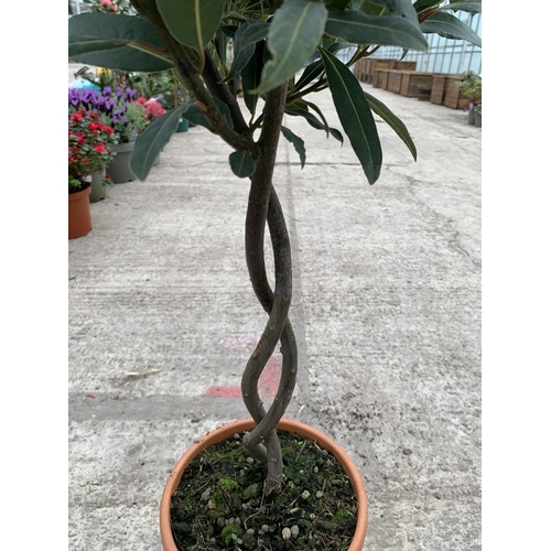 26 - TWO STANDARD BAY (LAURUS) WITH DOUBLE SPIRAL STEMS + VAT