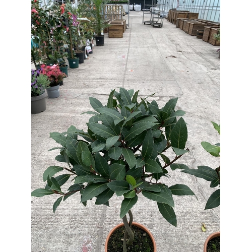 27 - TWO STANDARD BAY (LAURUS) WITH DOUBLE SPIRAL STEMS + VAT