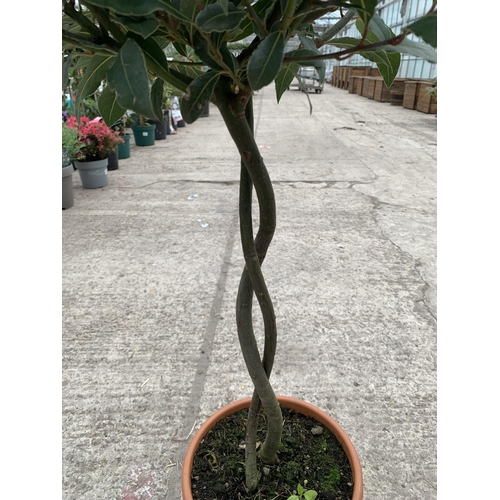 27 - TWO STANDARD BAY (LAURUS) WITH DOUBLE SPIRAL STEMS + VAT