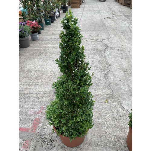 28 - TWO BUXUS SPIRAL BUSHES 85CM 60-70 7.5 LTR POTS + VAT