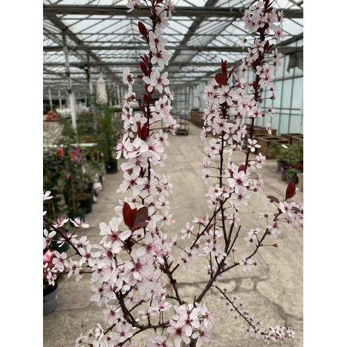 29 - TWO FLOWERING PURPLE LEAF SAND CHERRY - PRUNUS XCISTENA, C-5 POT + VAT