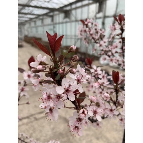 29 - TWO FLOWERING PURPLE LEAF SAND CHERRY - PRUNUS XCISTENA, C-5 POT + VAT