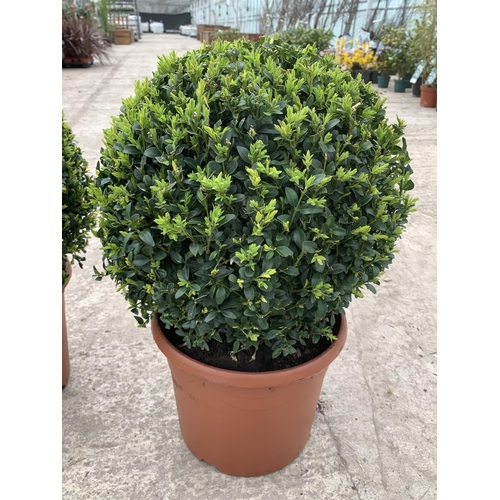 3 - A PAIR OF LARGE BOX (BUXUS SEMPERVIRENS) BALLS +VAT