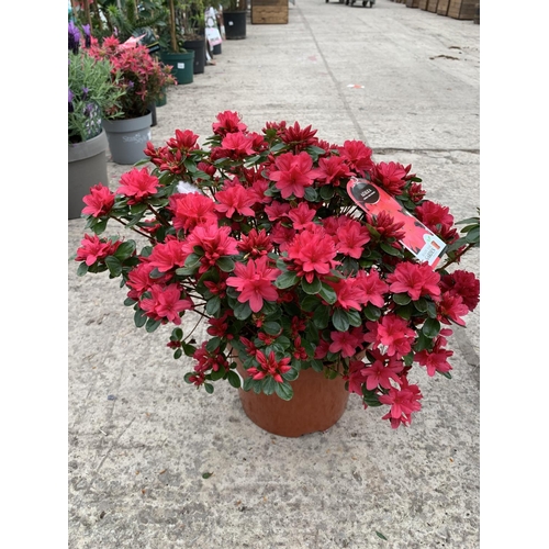 30 - TWO AZALEA JAPONICA HINO CRIMSON 5 LTR POT + VAT