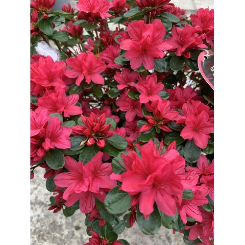 30 - TWO AZALEA JAPONICA HINO CRIMSON 5 LTR POT + VAT