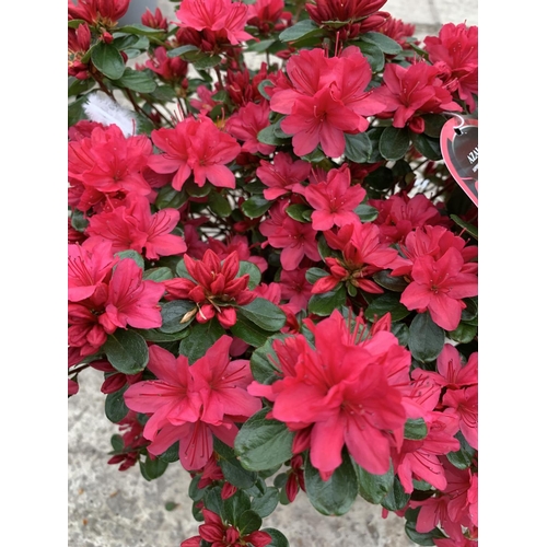 30 - TWO AZALEA JAPONICA HINO CRIMSON 5 LTR POT + VAT