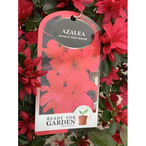 30 - TWO AZALEA JAPONICA HINO CRIMSON 5 LTR POT + VAT