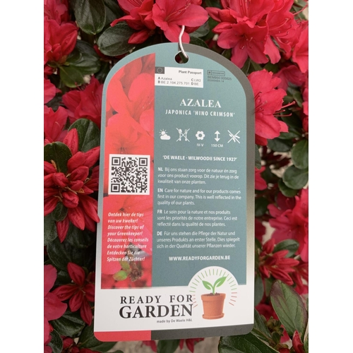 30 - TWO AZALEA JAPONICA HINO CRIMSON 5 LTR POT + VAT