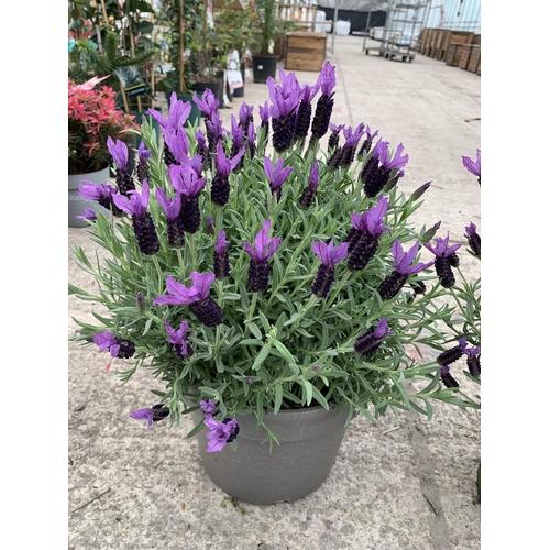 31 - TWO FRENCH LAVENDER (LAVANDULA STOECHAS) 7 LTR POTS + VAT