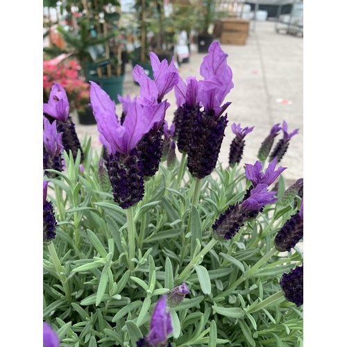 31 - TWO FRENCH LAVENDER (LAVANDULA STOECHAS) 7 LTR POTS + VAT