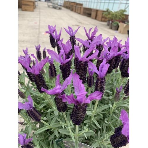 31 - TWO FRENCH LAVENDER (LAVANDULA STOECHAS) 7 LTR POTS + VAT