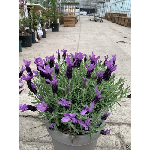 32 - TWO FRENCH LAVENDER (LAVANDULA STOECHAS) 7 LTR POTS + VAT