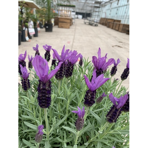 32 - TWO FRENCH LAVENDER (LAVANDULA STOECHAS) 7 LTR POTS + VAT