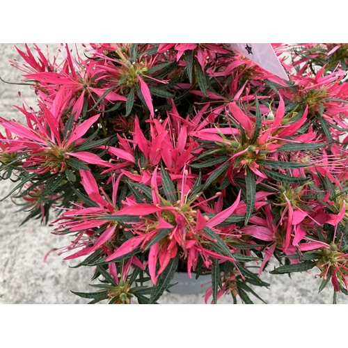 33 - TWO AZALEA STAR STYLE PINK 3 LTR POTS + VAT