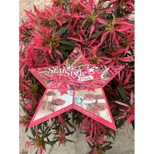 33 - TWO AZALEA STAR STYLE PINK 3 LTR POTS + VAT