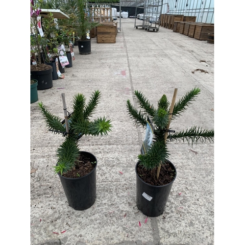 34 - TWO MONKEY PUZZLE (ARAUCARIA ARAUCANA) TREES 3 LTR POTS