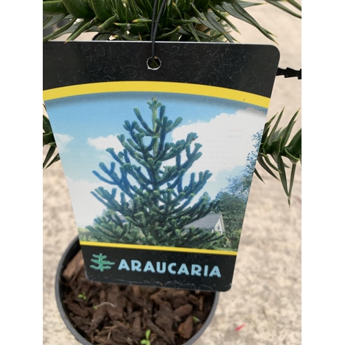 34 - TWO MONKEY PUZZLE (ARAUCARIA ARAUCANA) TREES 3 LTR POTS