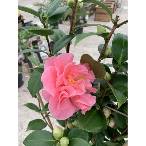 35 - TWO FRAME TRAINED CAMELLIA 