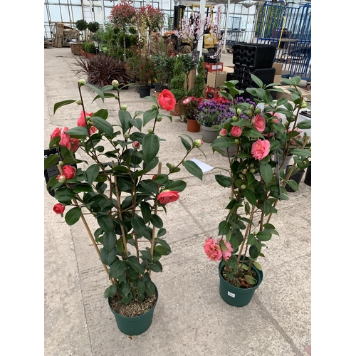 35 - TWO FRAME TRAINED CAMELLIA 