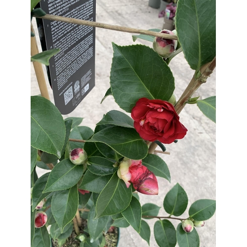 36 - TWO FRAME TRAINED CAMELLIA 